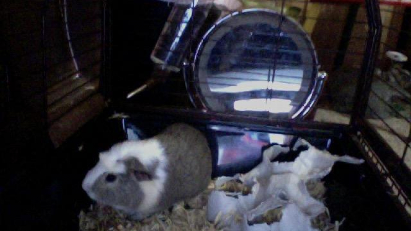 Student Spotlight: The Story of P-nut Hathcox by Lucy Hathcox