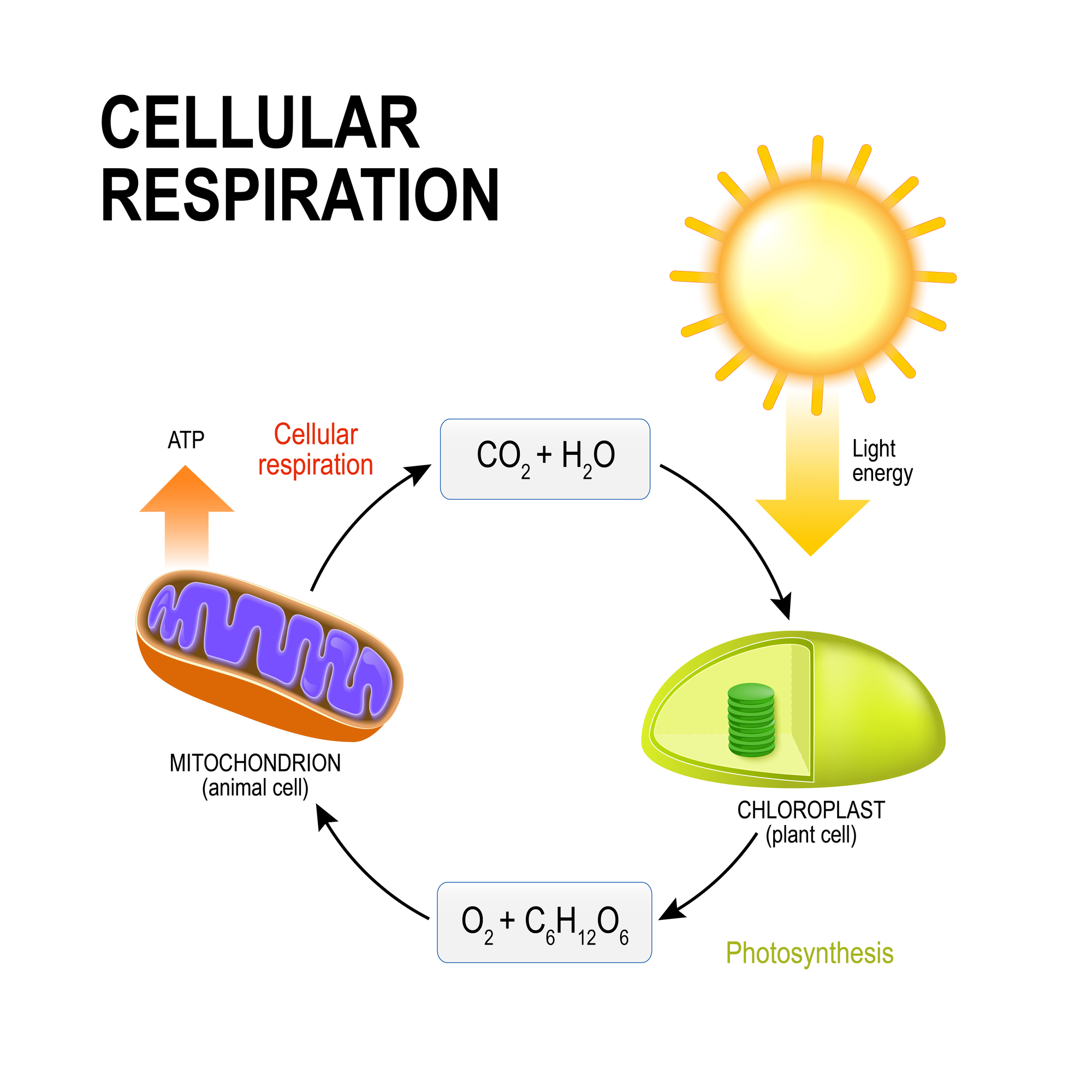 Veritas Press In The Classroom The Cellular Respiration Story By