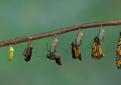 The process of Metamorphosis of a butterfly [video!]