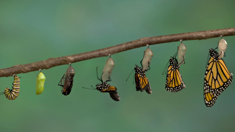 The process of Metamorphosis of a butterfly [video!]