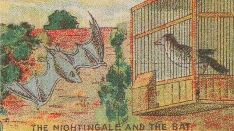 Student Spotlight: The Bat and the Nightingale