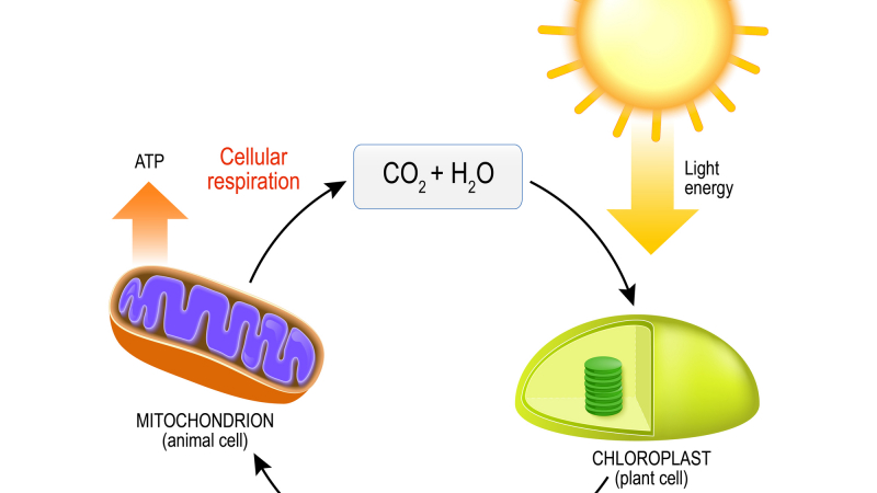 In the Classroom: The Cellular Respiration Story by Carley Thomas
