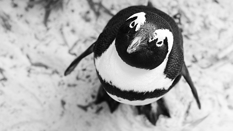 The world needs physics – and penguins too!