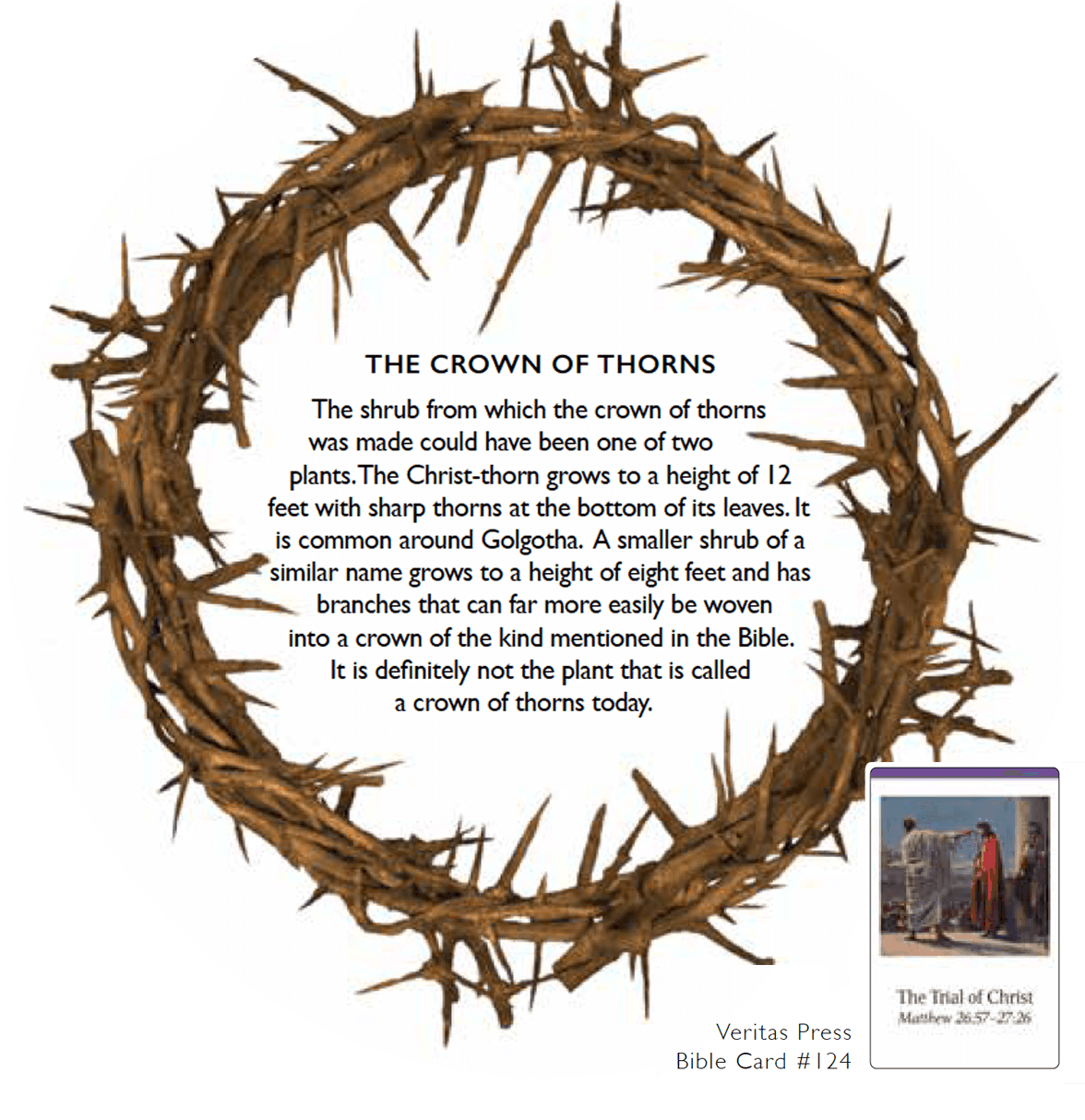 crown-of-thorns.png